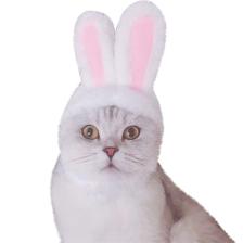 Tavşan Kulaklı Kedi Köpek Şapkası 30-34 Cm