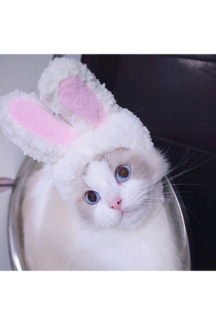 Tavşan Kulaklı Kedi Köpek Şapkası 30-34 Cm