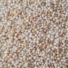 Muhabbet Kuşu Yemi Sade Ak Darı 1 Kg - Beyaz Darı Kuş Yem