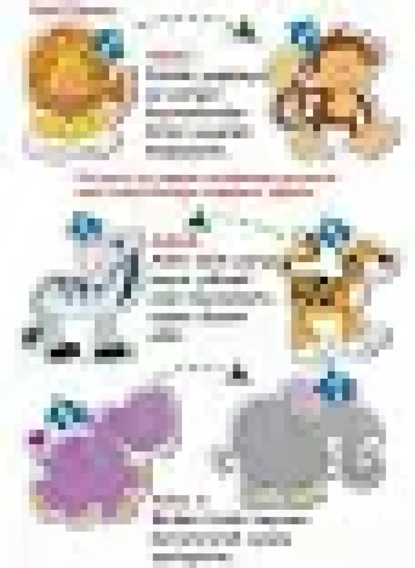 Diytoy Baby Puzzle Orman Hayvanları