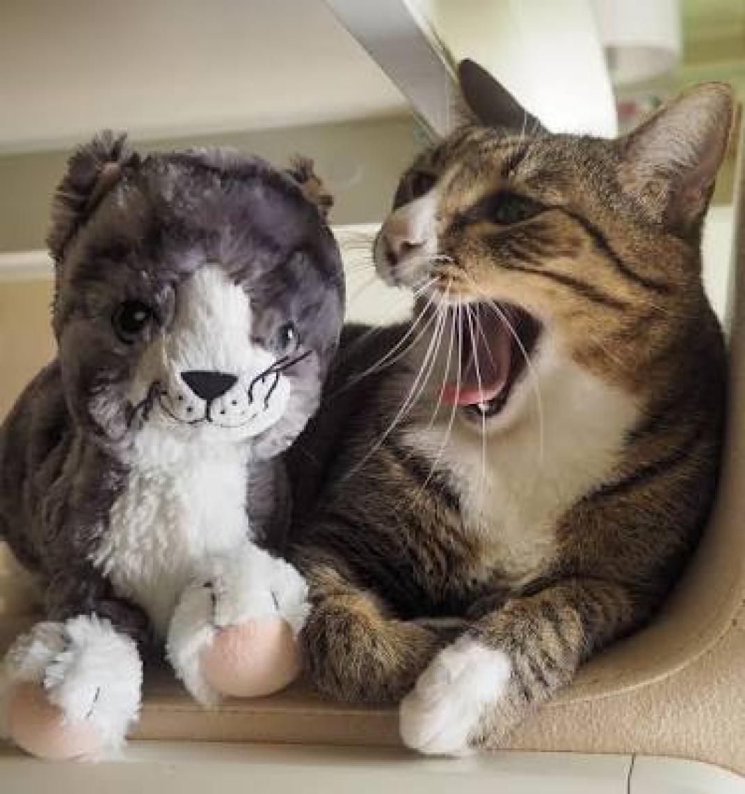 IKEA Lilleplutt Peluş Kedi Oyuncak