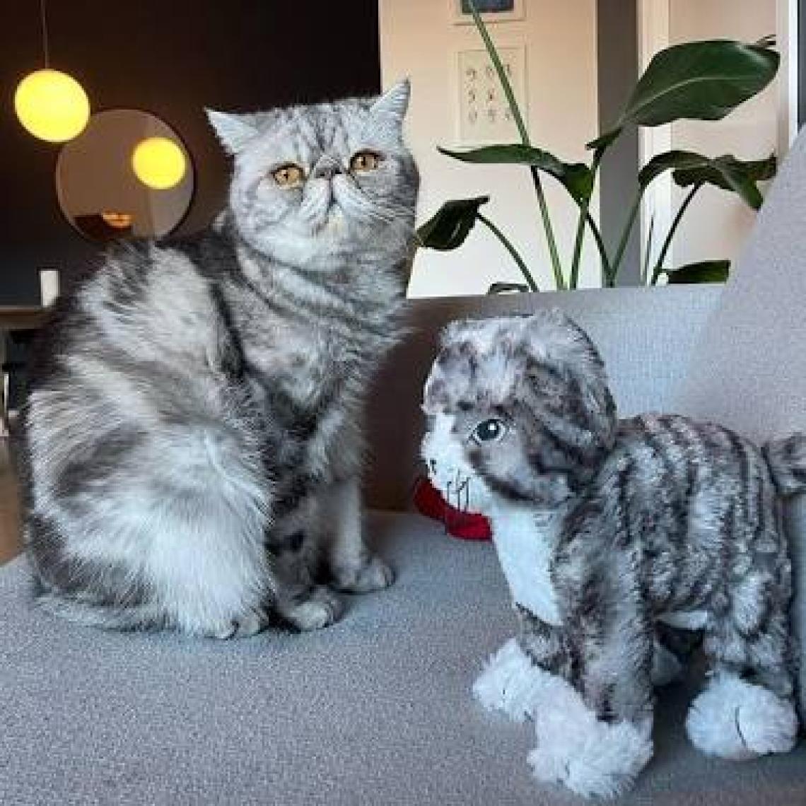 IKEA Lilleplutt Peluş Kedi Oyuncak