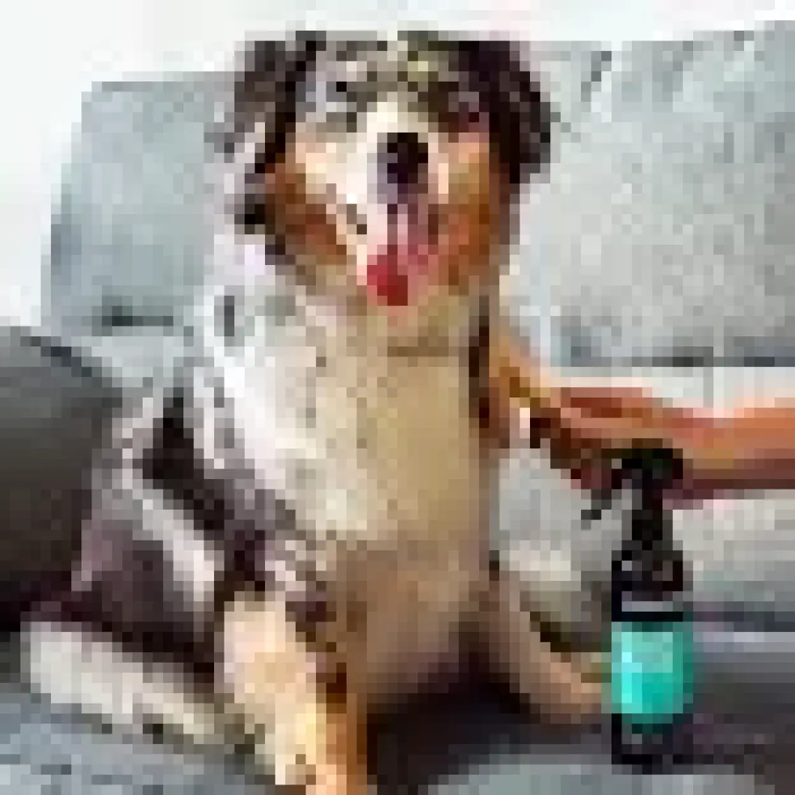 Animology True Color Köpek Şampuanı 250 Ml