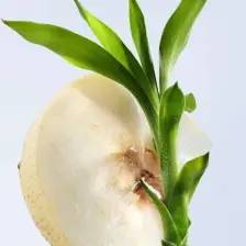 Bvlgari Omnia Crystalline Edt 100 Ml