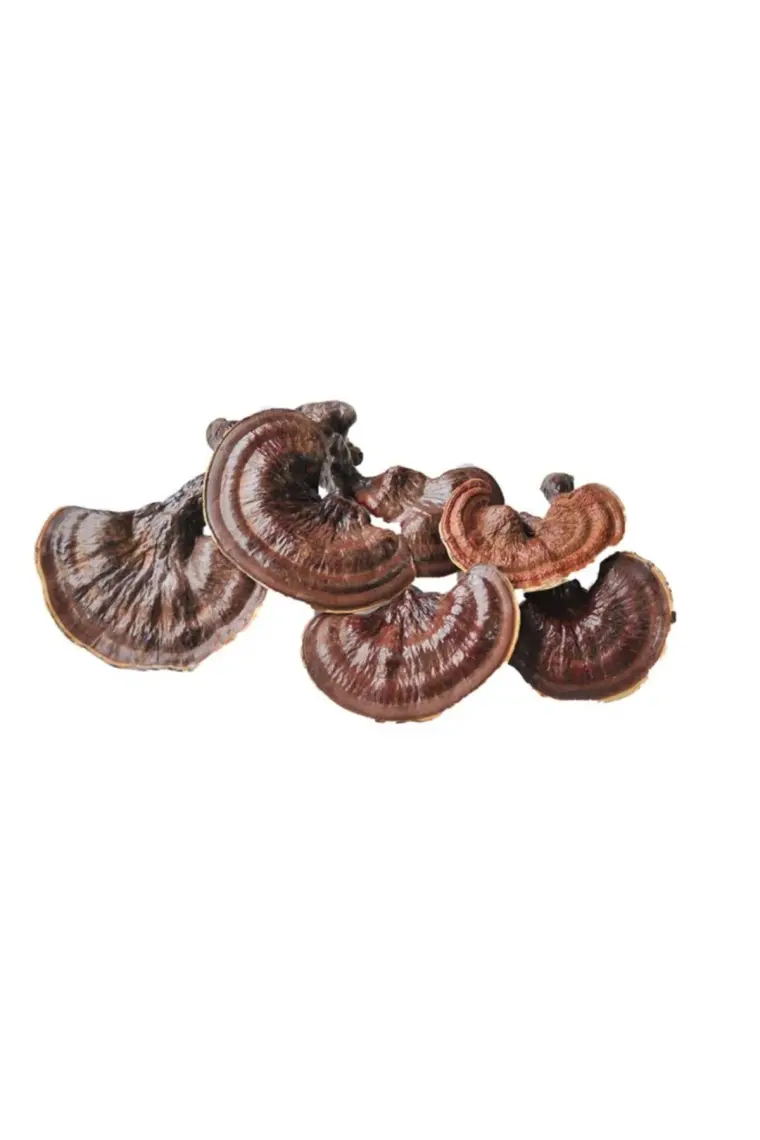 Agroma Reishi  ( Ganoderma Lucidum ) Mantarı Kuru - Natural 100GR