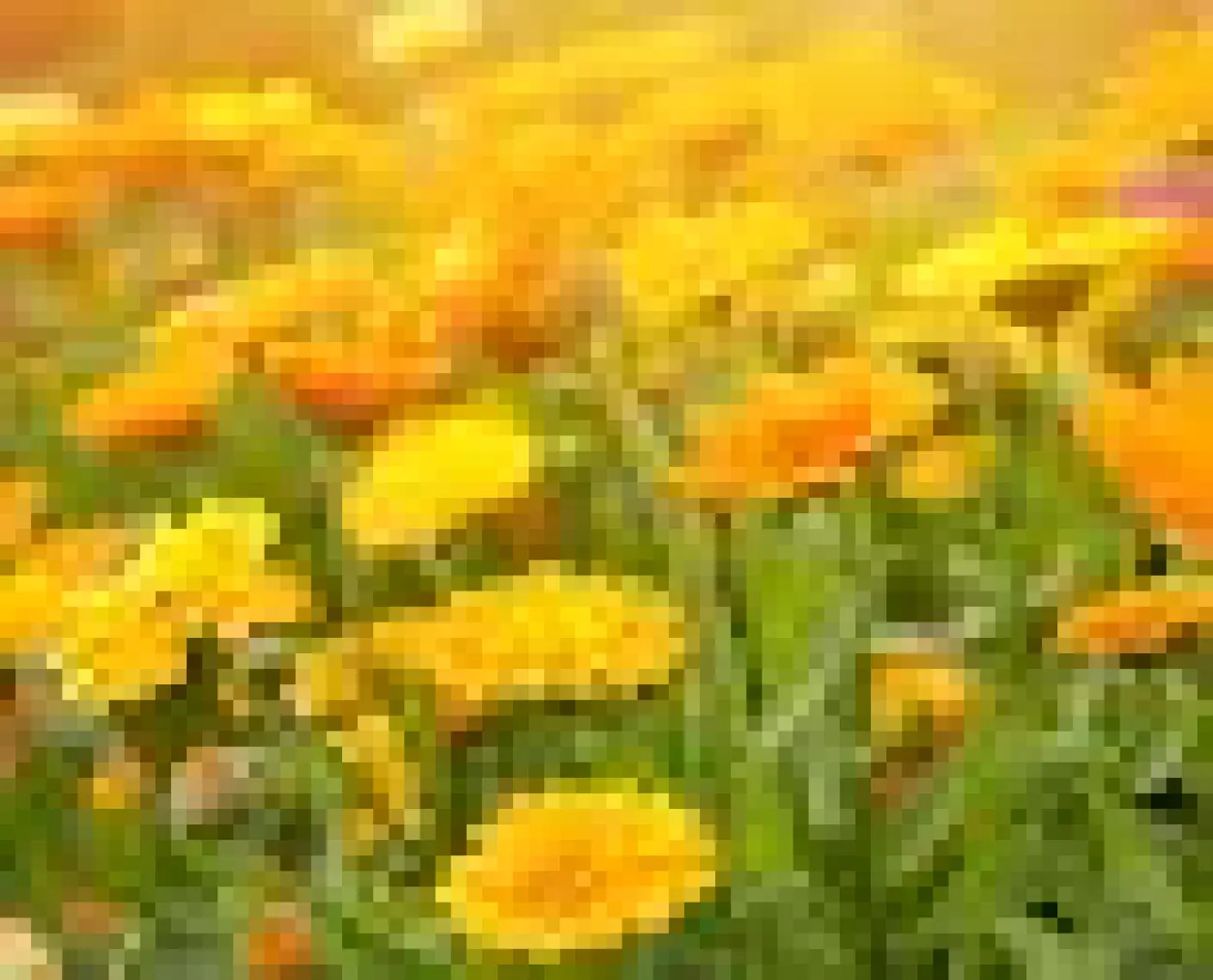 Kiehl's Calendula Kadife Çiçeği Özlü Yatıştırıcı & Nemlendirici Maske 100 ml