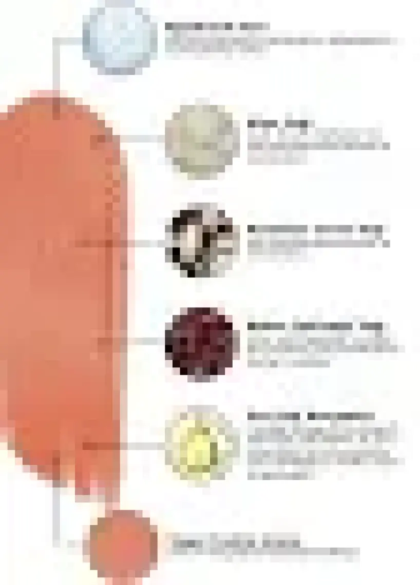 Cream Co. 3in1 Lip Balm 403 | Nemlendirici Parlatıcı Dudak Bakım | Bej Kurabiye | Hyaluronik Asit Seramid