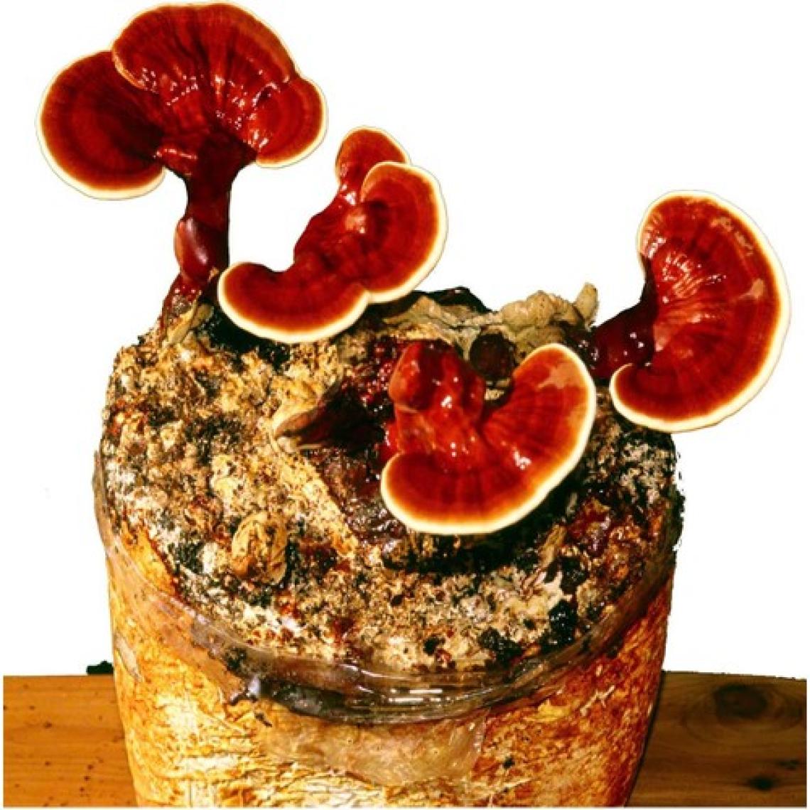 Organik Bitkim Reishi Mantarı Tozu Ganoderma Lucidum 100 gr