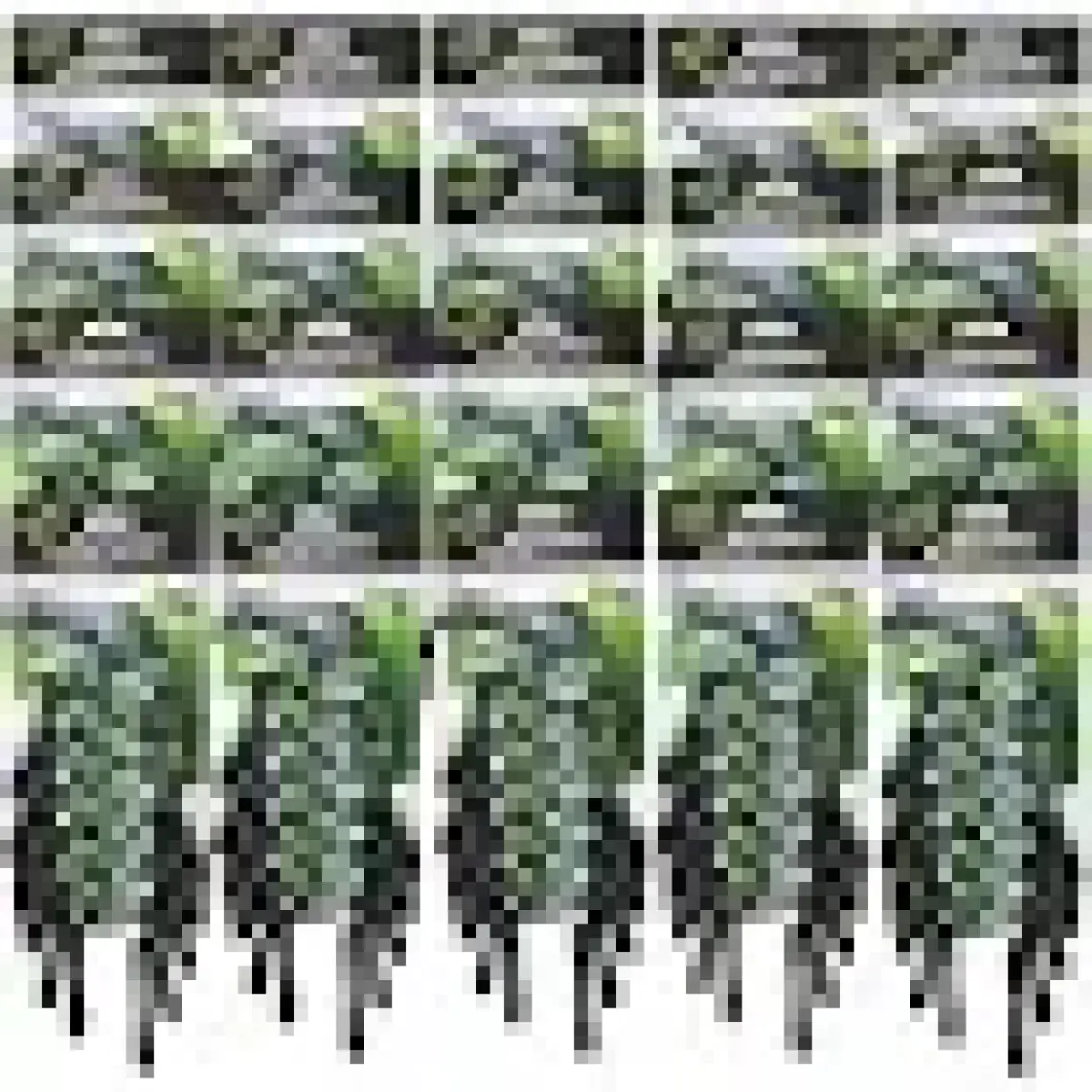 Dynamo 3 Bıçaklı Erkek Tıraş Bıçağı ( Kartela bıçak 12 adet)