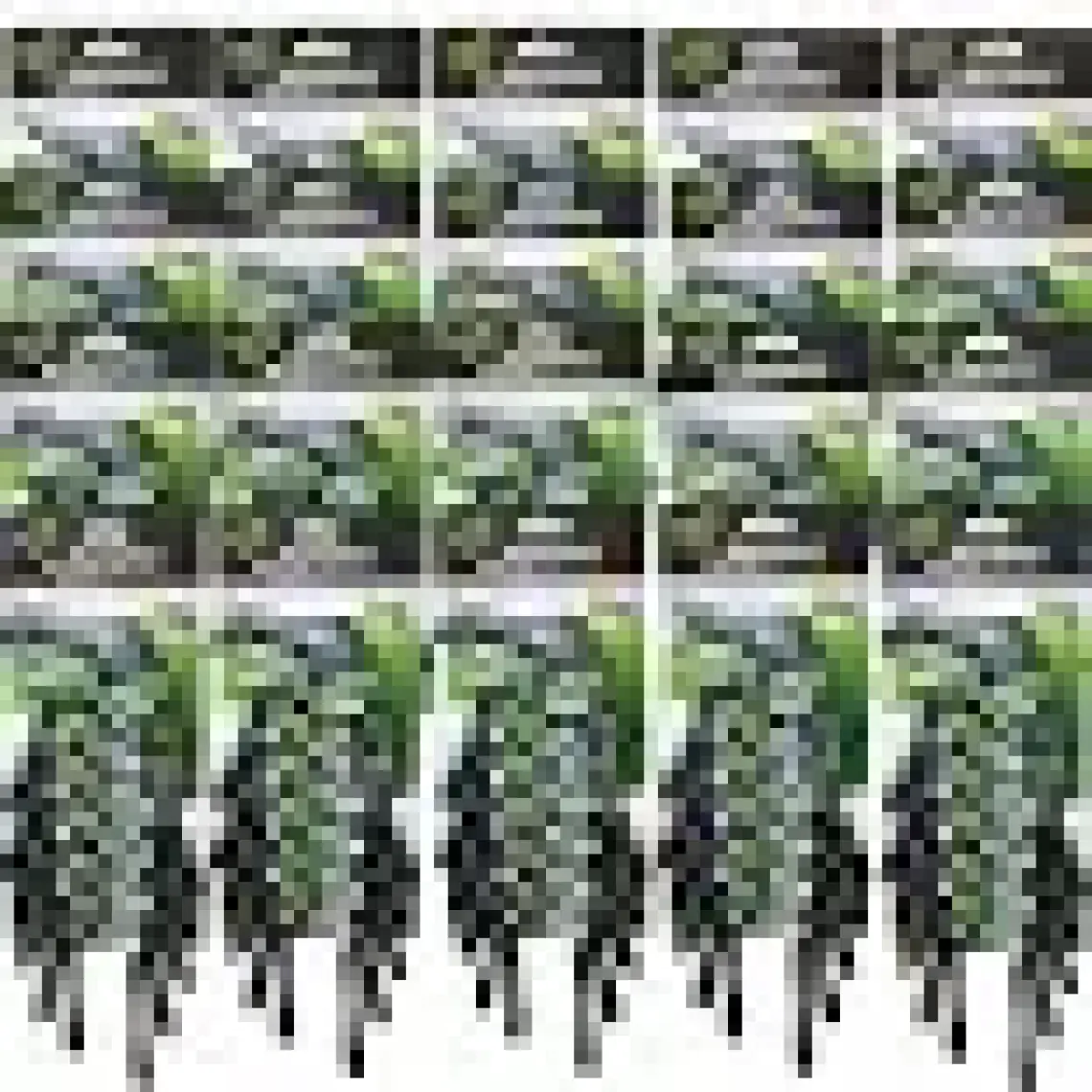 Dynamo 3 Bıçaklı Erkek Tıraş Bıçağı ( Kartela bıçak 12 adet)