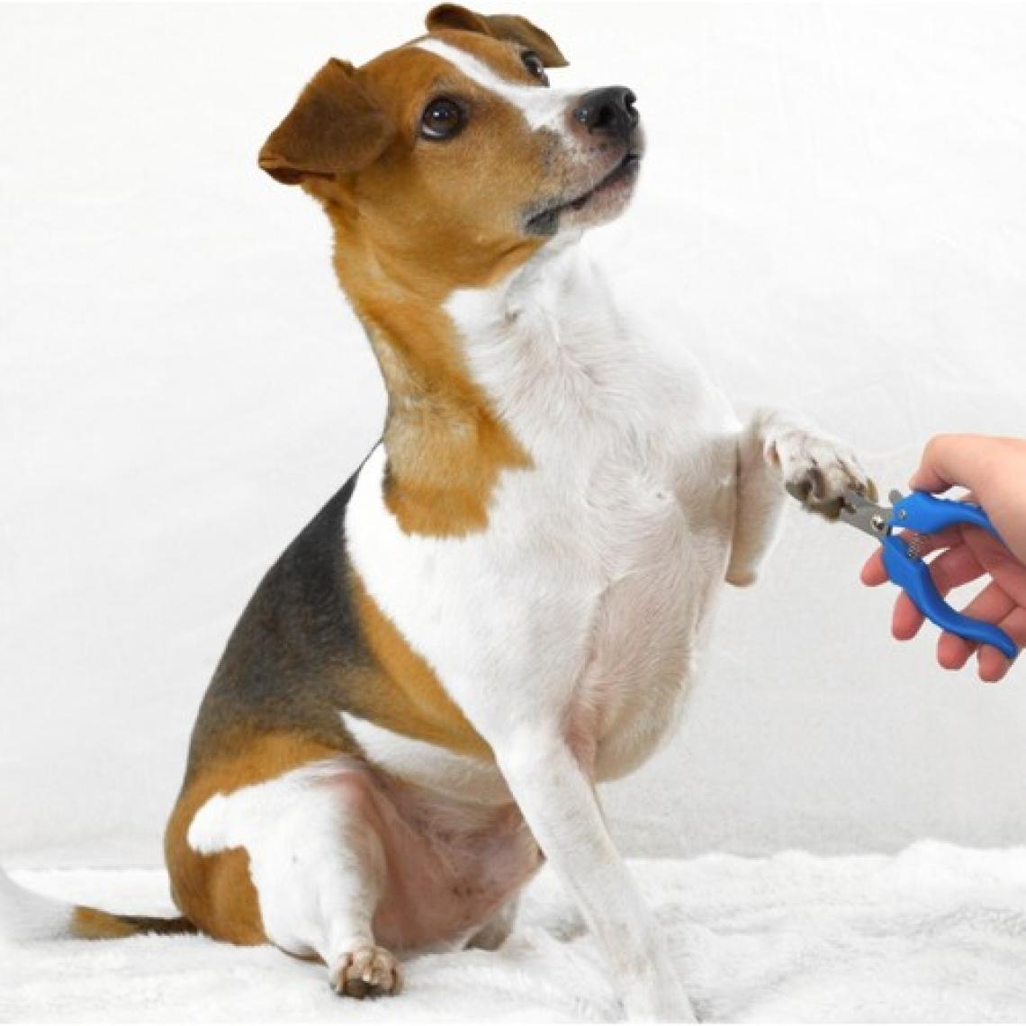 Hayalimkapimda Buffer Evcil Hayvan Kedi Ve Köpek Paslanmaz Çelik Yaylı Tırnak Makası Ve Düzeltme