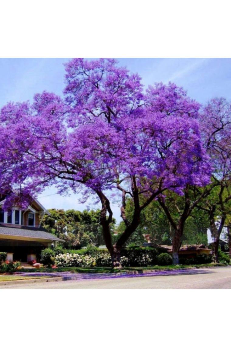 Dünyanın En Hızlı Büyüyen Tomentasa Paulownia Ağacı Tohumu (50tohum)