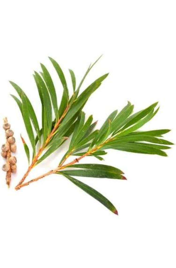 Balen Çay Ağacı Yağı 20 ml (%100 Saf Bitkisel Uçucu Yağ)