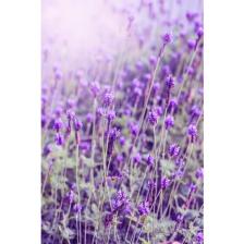 Intense Natural Lavanta Uçucu Yağı 10 ml %100 Saf Ve Doğal Lavender Essential Oil