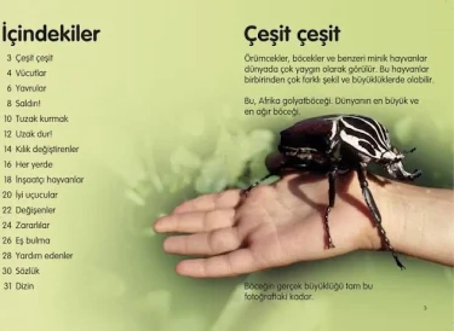 TÜBİTAK Yayınları Ilk Okuma - Minik Hayvanlar