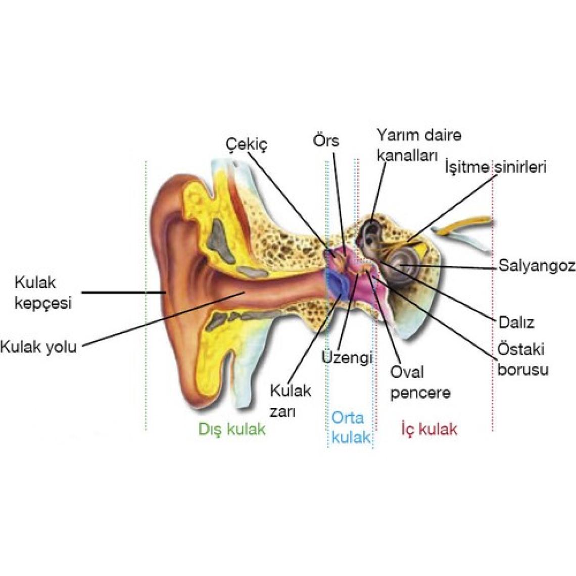 Re-Life Kulak Mumu