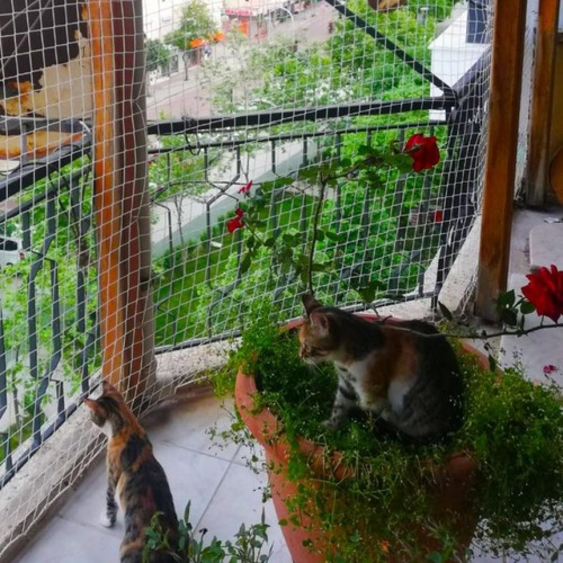 Morilu Kedi Filesi - Kedi Ağı - 4 cm Gözenek 2,5 mm Ip - Balkon Filesi - Kedi Koruma Ağı - 2 Metre, 14 Metre
