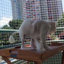 Morilu Kedi Filesi - Kedi Ağı - 4 cm Gözenek 2,5 mm Ip - Balkon Filesi - Kedi Koruma Ağı - 2 Metre, 14 Metre