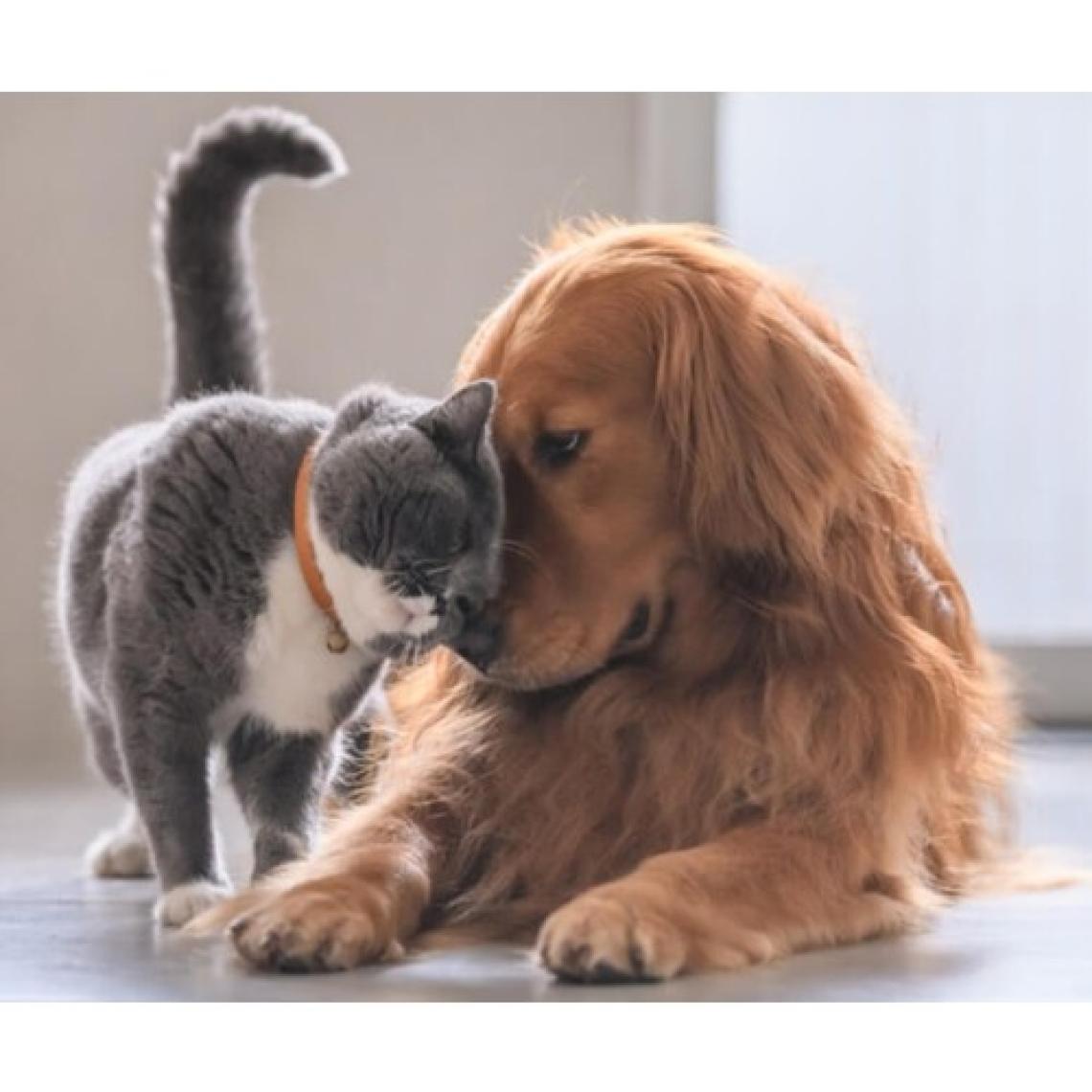 Mensy Kedi ve Köpekler Için Göz Temizleme Solisyon
