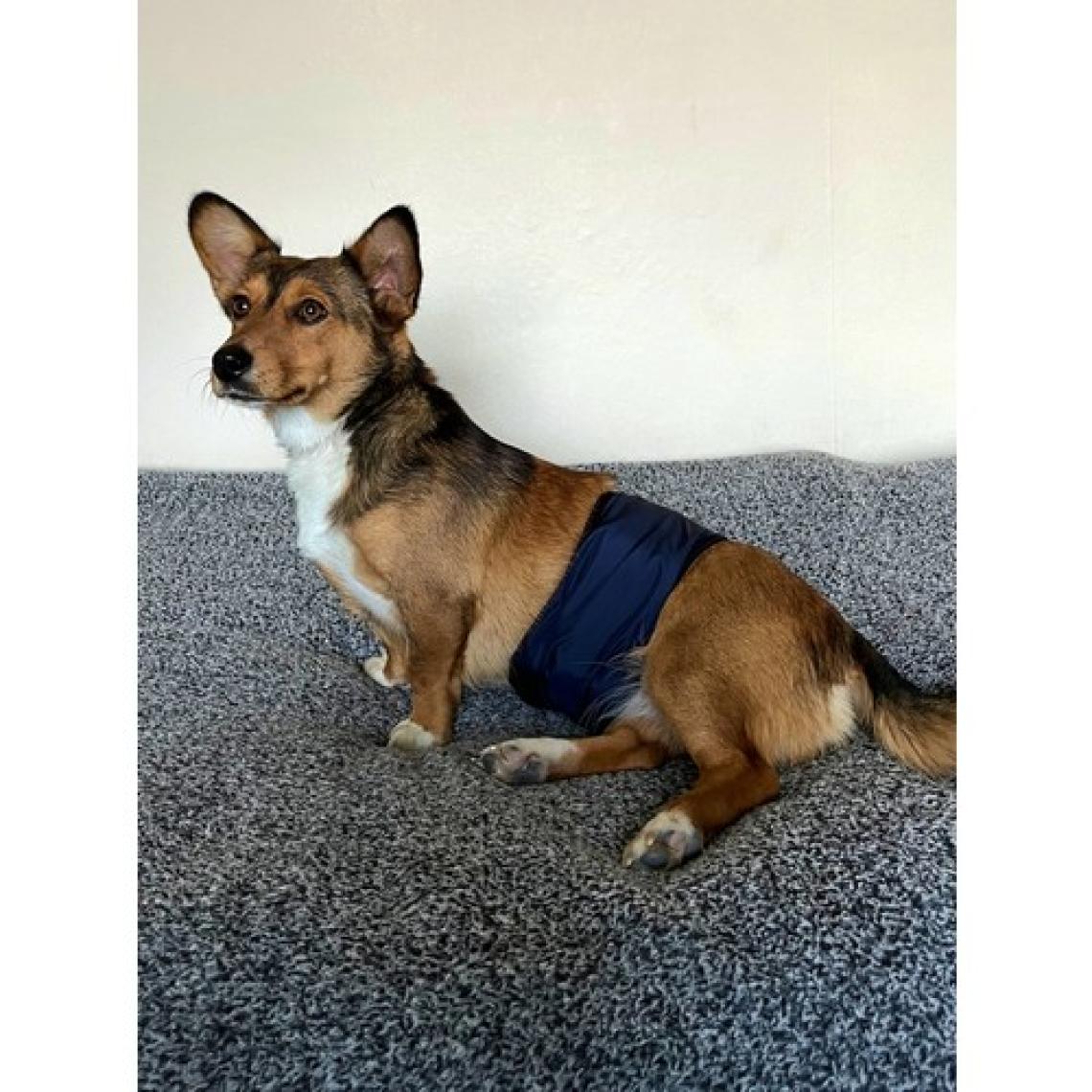 Utd Pet Erkek Köpek Ciş Bel Bandı Külot Pedli Yıkanabilir