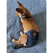 Utd Pet Dişi Köpek Regl ve Çiş Külodu Pedli Yıkanabilir