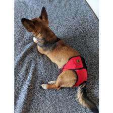 Utd Pet Dişi Köpek Regl ve Çiş Külodu Pedli Yıkanabilir