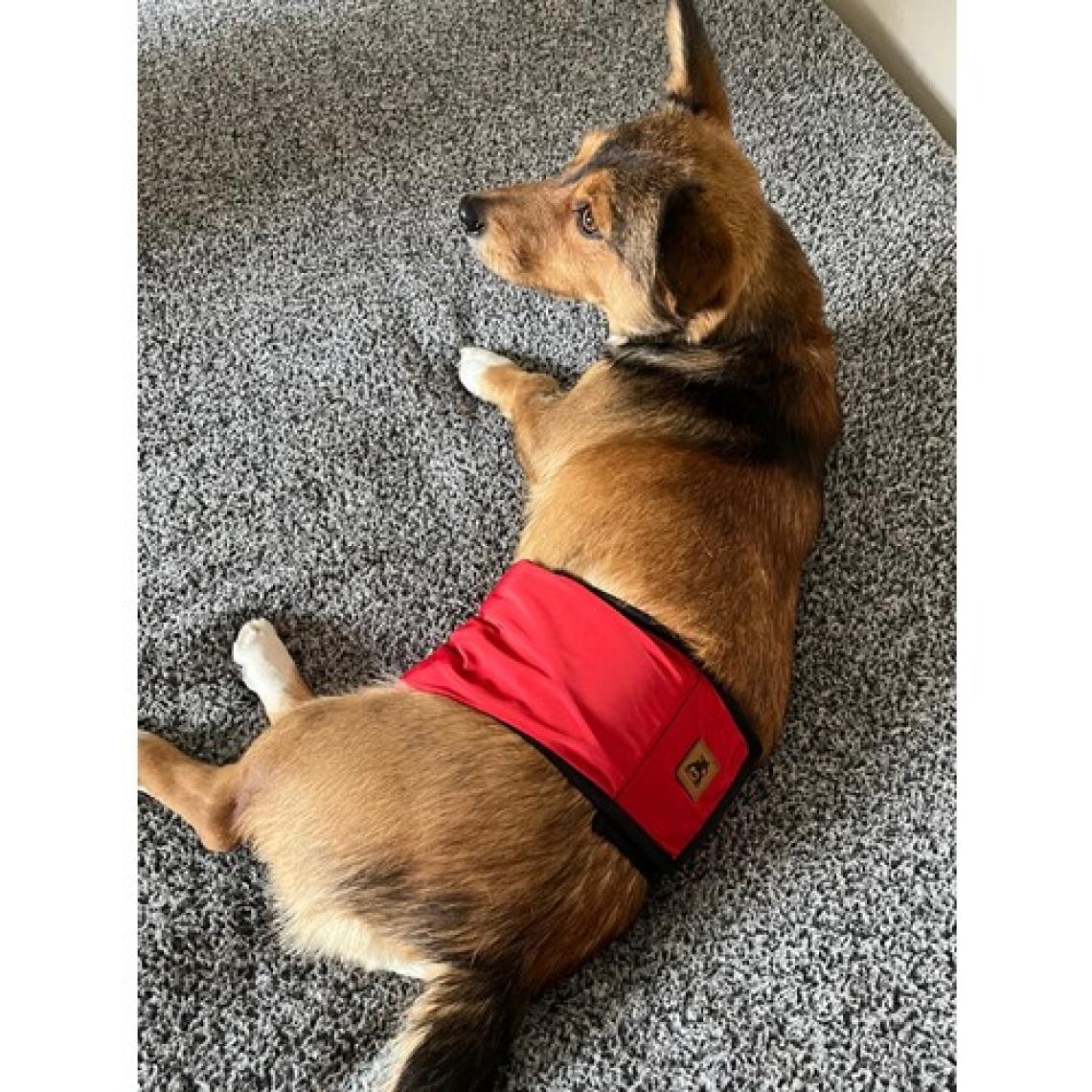 Utd Pet Erkek Köpek Ciş Bel Bandı Külot Pedli Yıkanabilir