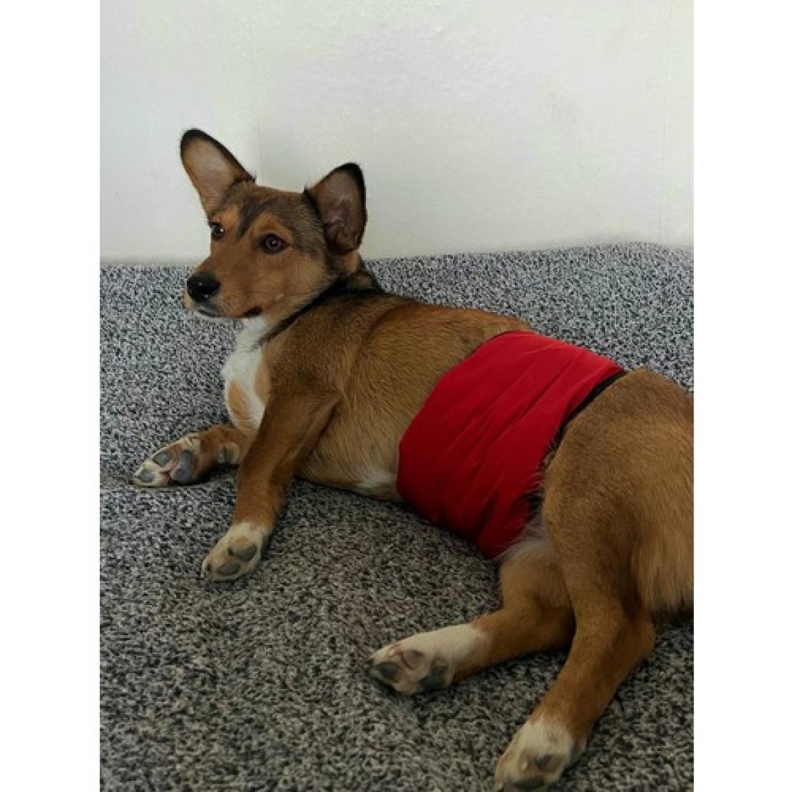 Utd Pet Erkek Köpek Ciş Bel Bandı Külot Pedli Yıkanabilir