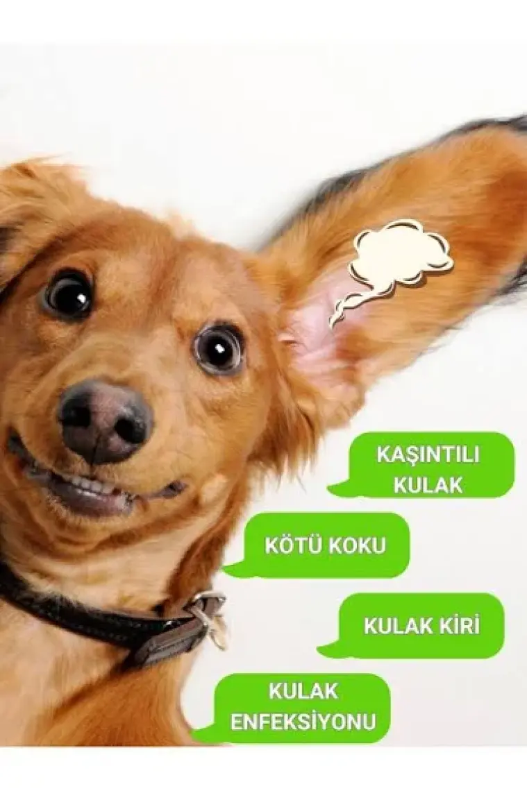 Greenwich Göz Kulak Temizleme Parmak Mendil Tahriş Giderici Hijyenik Islak Mendil Kedi Köpek Vegan Bitkisel Içerikli 50 Adet