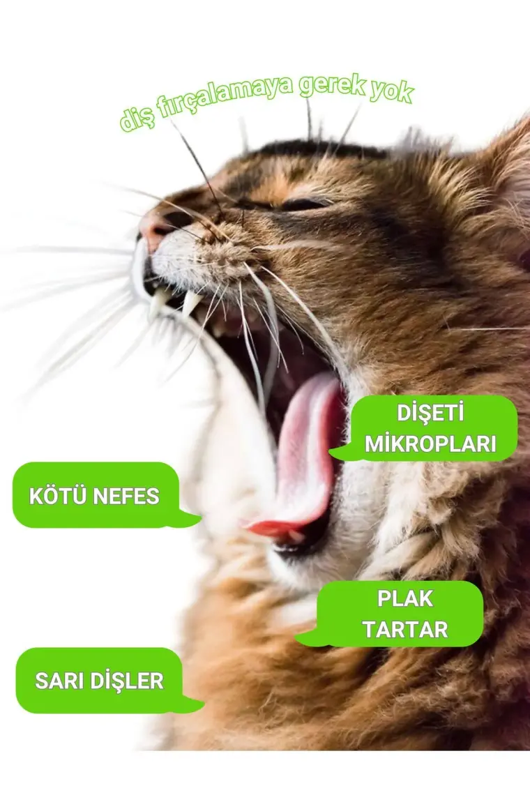 Greenwich Vegan Bitkisel İçerikli Kedi Köpek Diş Temizleme Islak Hijyenik Parmak Mendil 50 Adet