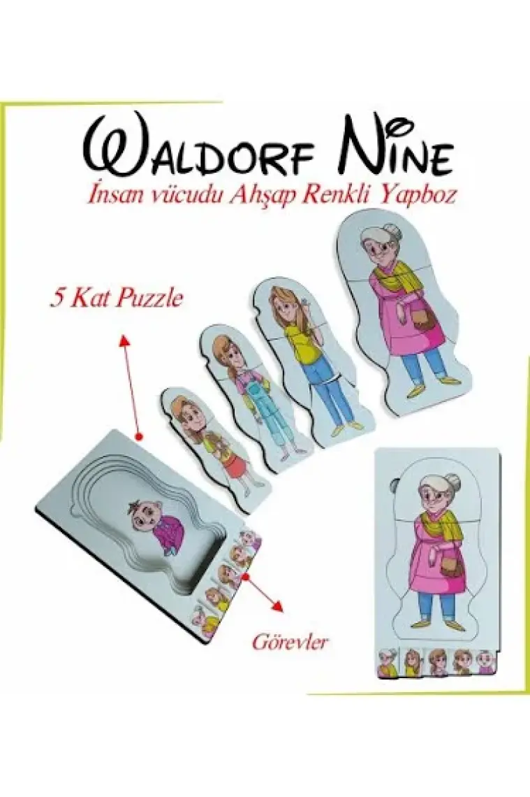 Ankebut Waldorf Nine Insan Vücudu Renkli Ahşap Yapboz Yaşam Döngüsü