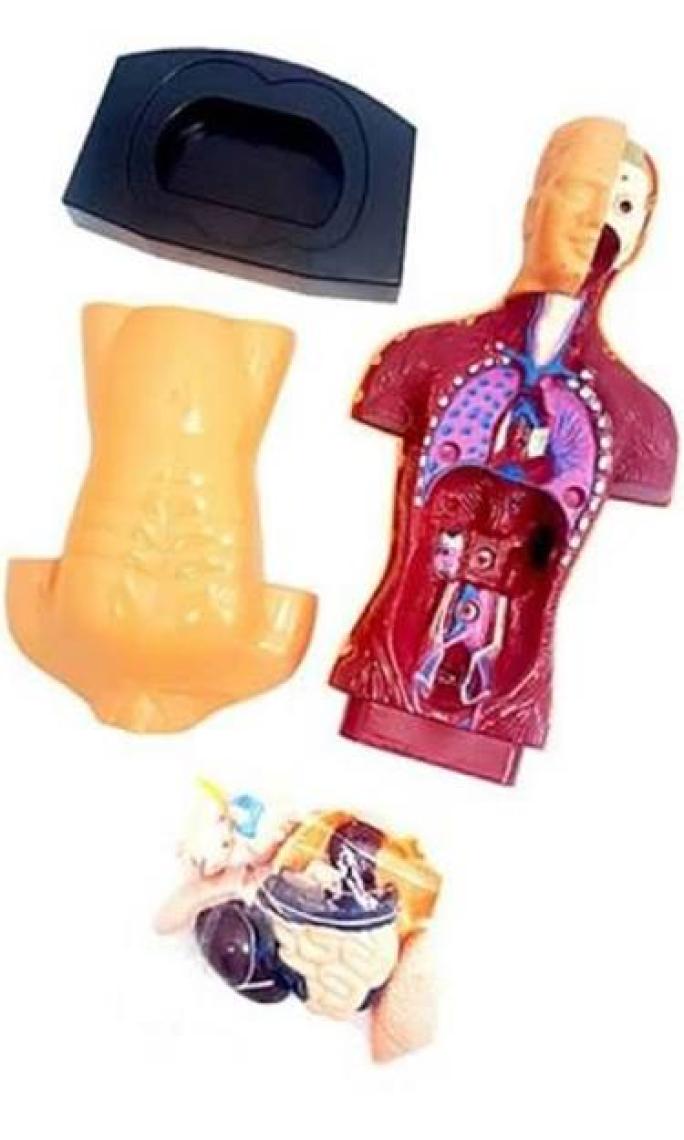 Sole İnsan Vücudu 3D Eğitim Seti