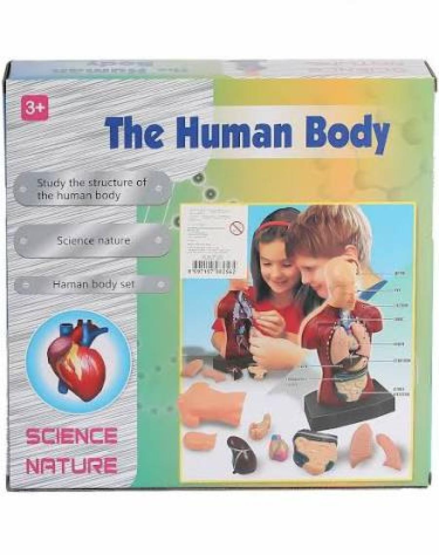 Sole İnsan Vücudu 3D Eğitim Seti