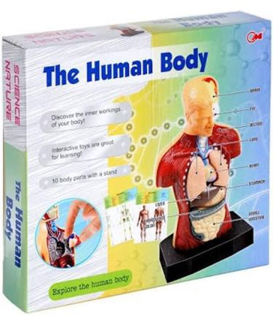 Sole İnsan Vücudu 3D Eğitim Seti