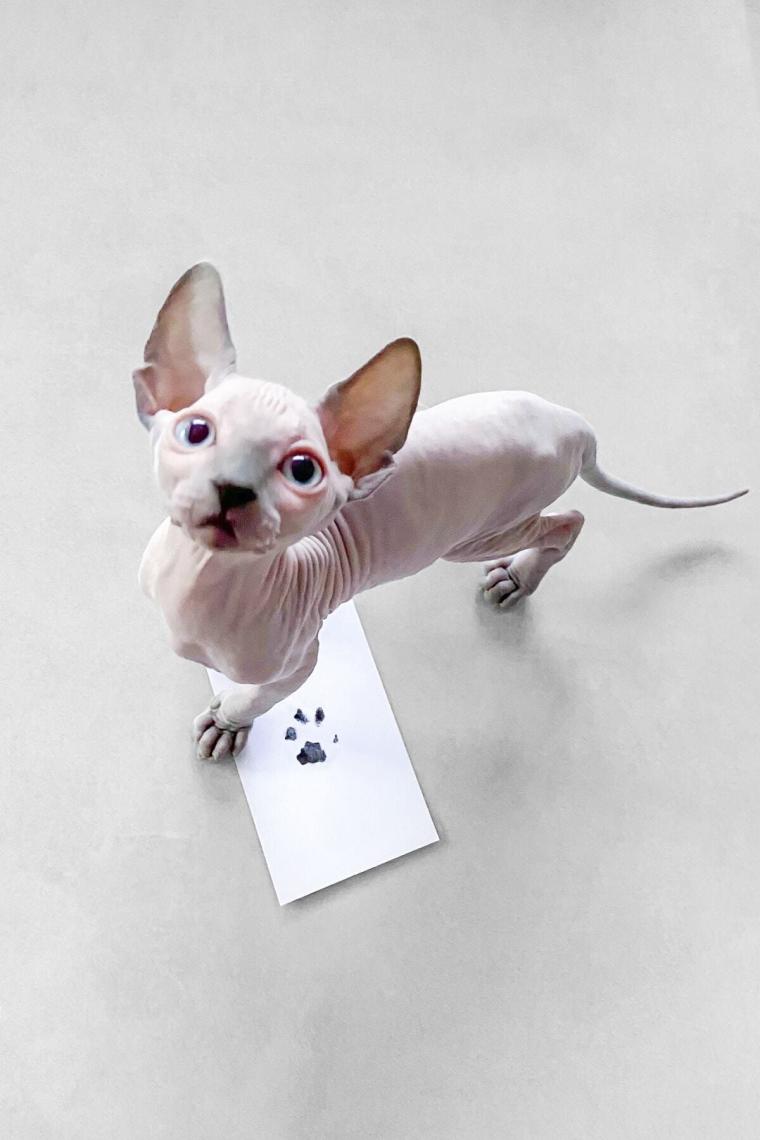 Fufizu Evcil Hayvan Pati Izi Seti - Toksik Olmayan Mürekkepsiz Baskı Kiti - Kedi ve Köpek Için Uygun
