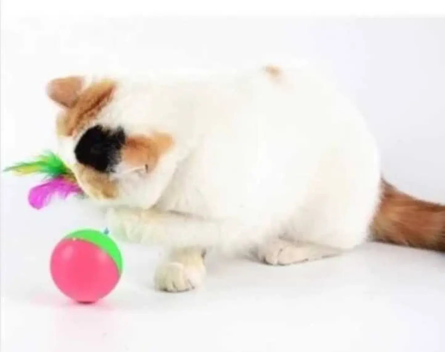 Tineke   Kedi Oyunu ve Oyuncağı Hacı Yatmaz