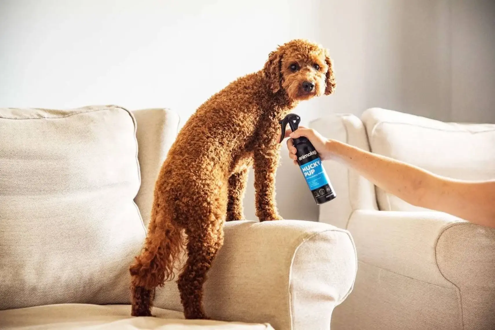 Animology Knot Sure Kıtık Açıcı Köpek Temizlik Spreyi
