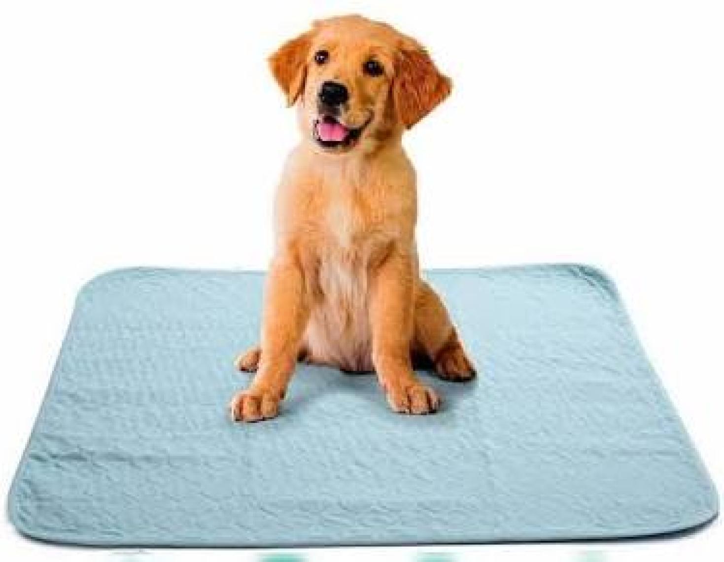 Abso Yıkanabilir Emici Tuvalet Eğitim Köpek Pedi ( 45X60 cm