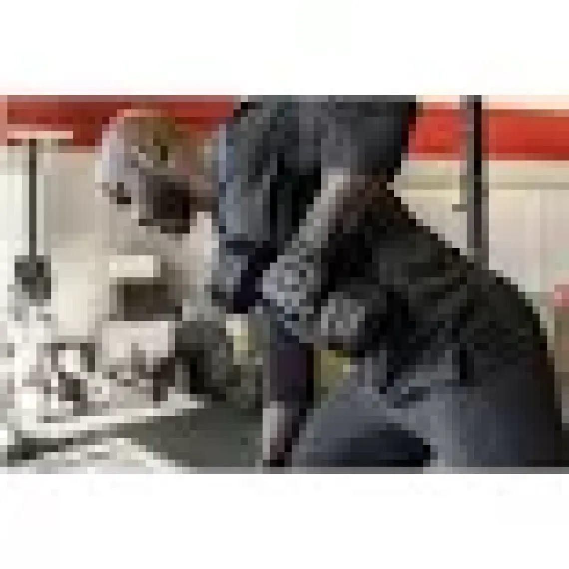 Harbinger Shield Protect Erkek Fitness Eldiven HRB.0003