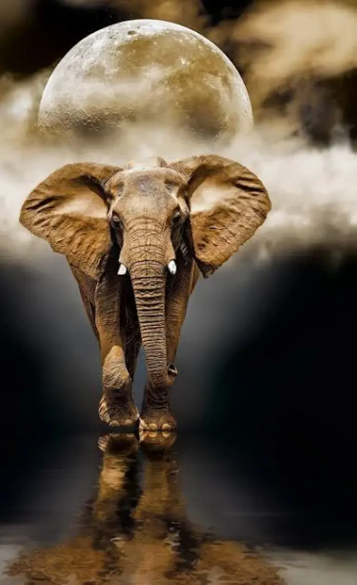 Clementoni - 1000 Parça High Quality Yetişkin Puzzle - Elephant