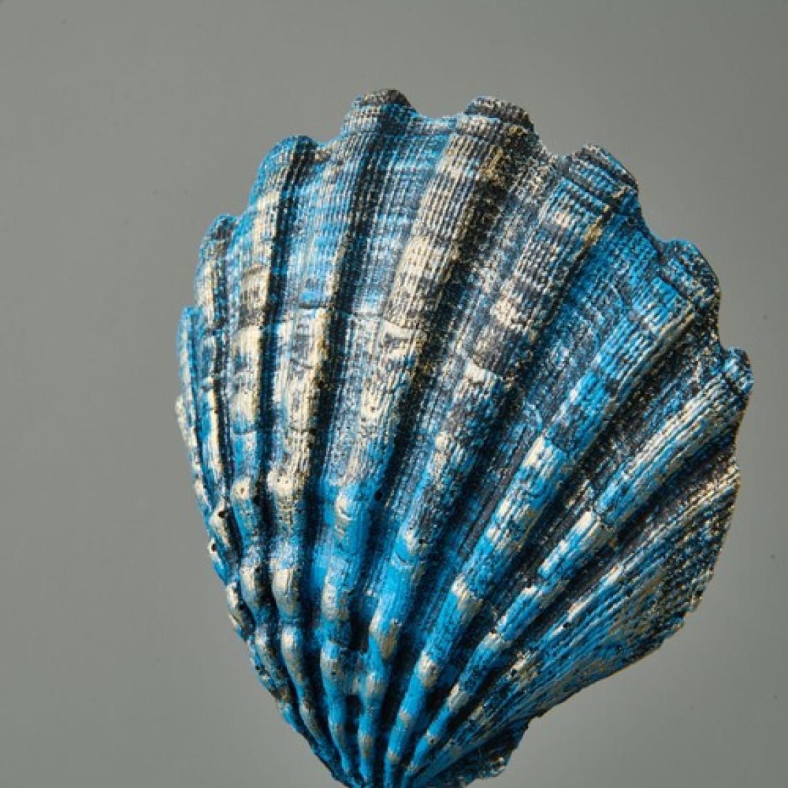 Evidea Deco Seashell Dekor - Mavi / Gold - 32 cm