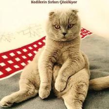Kedi Hissi: Kedilerin Sırları Çözülüyor - John Bradshaw