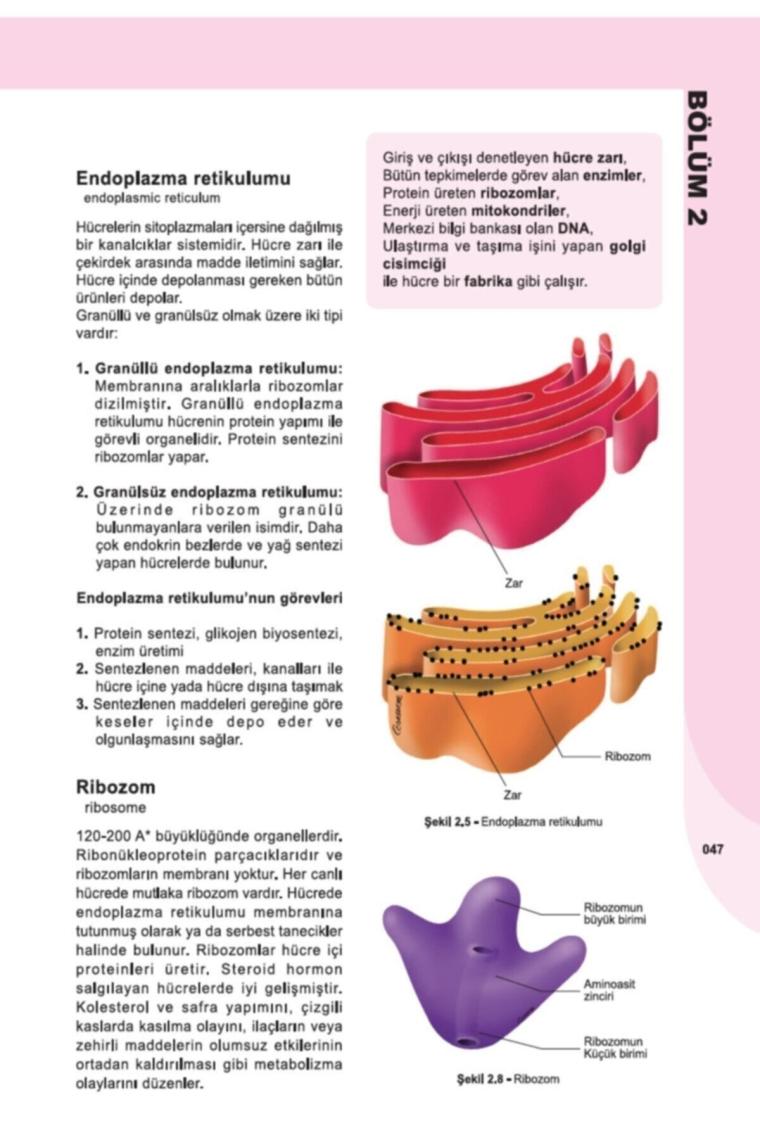 İnsan Anatomisi ve Fizyolojisine Giriş - L. Bikem Süzen
