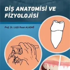 Diş Anatomisi ve Fizyolojisi