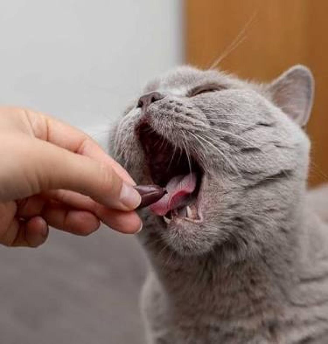 Vet Expert Vetomune Kapsül