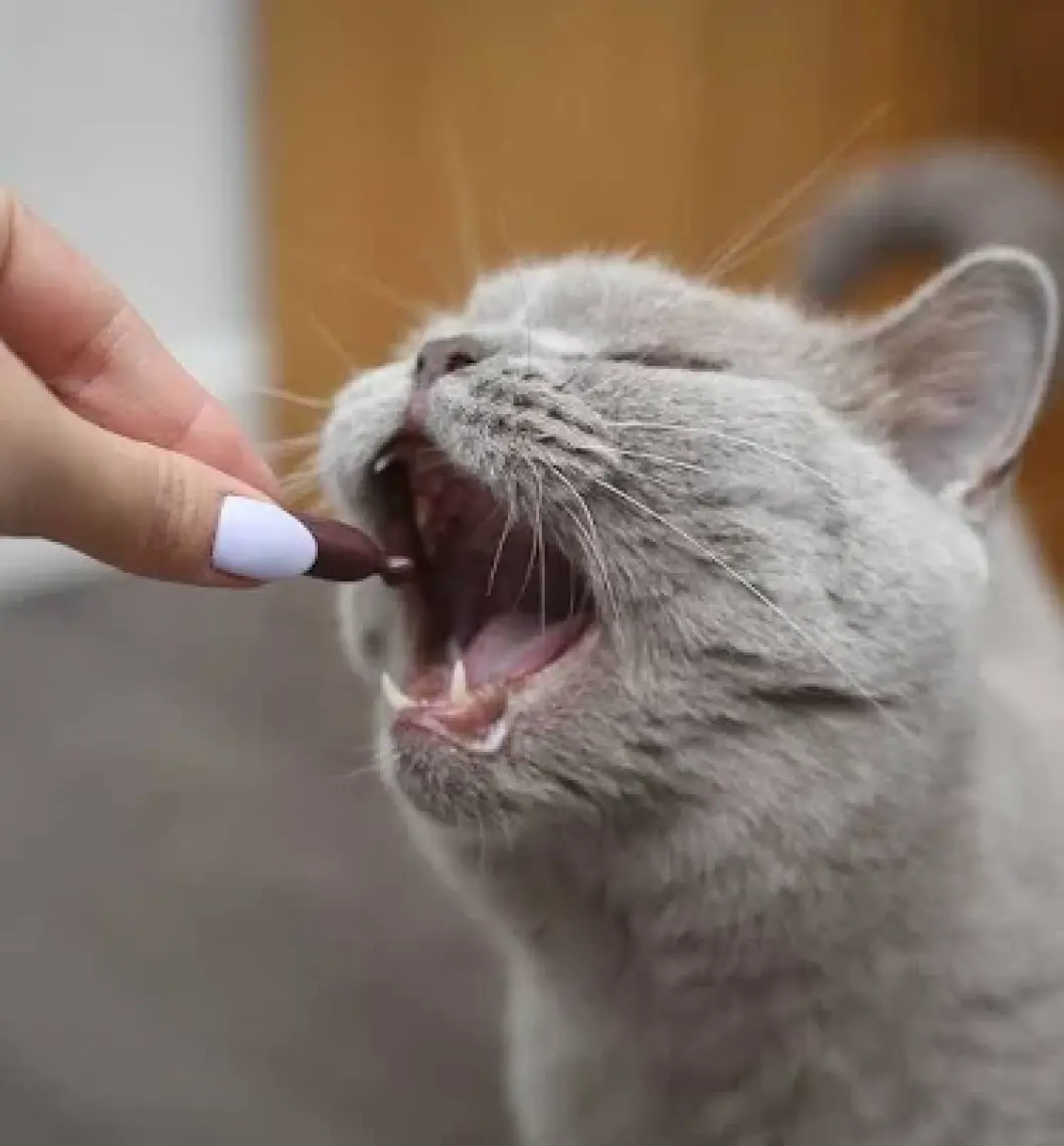 Vet Expert Urinovet Cat Dilution