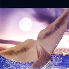 Moby Dick