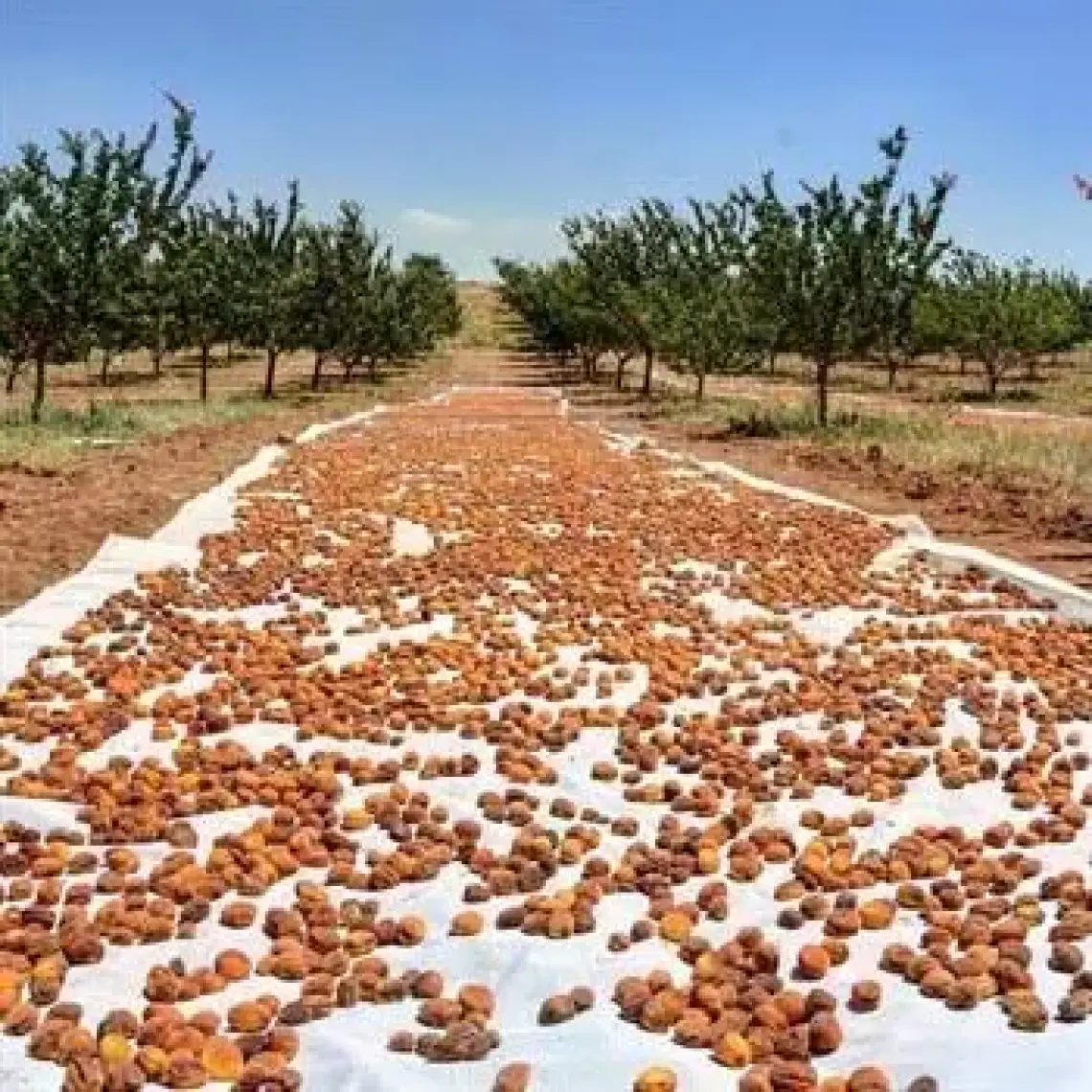 Doğal Sarı Kuru Kayısı Malatya Kayısısı 1 Kg
