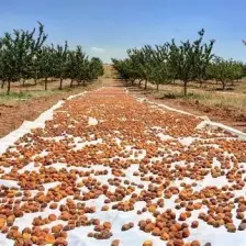 Doğal Sarı Kuru Kayısı Malatya Kayısısı 1 Kg