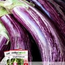 Patika Botanik 200 Adet Çizgili / Alaca Patlıcan Tohumu